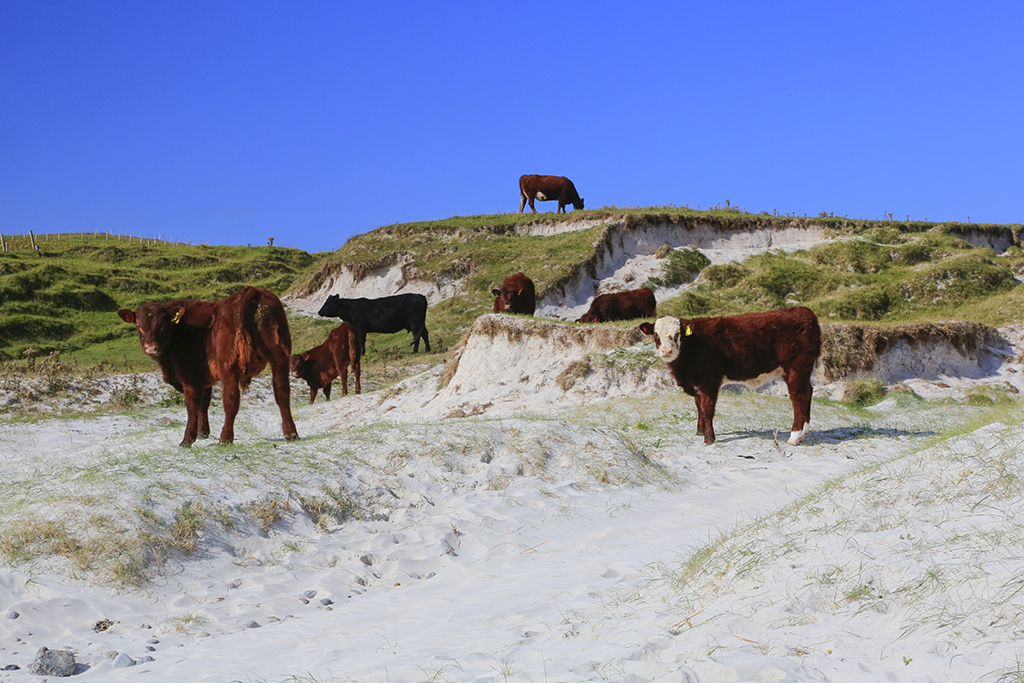 Region Isle of Barra