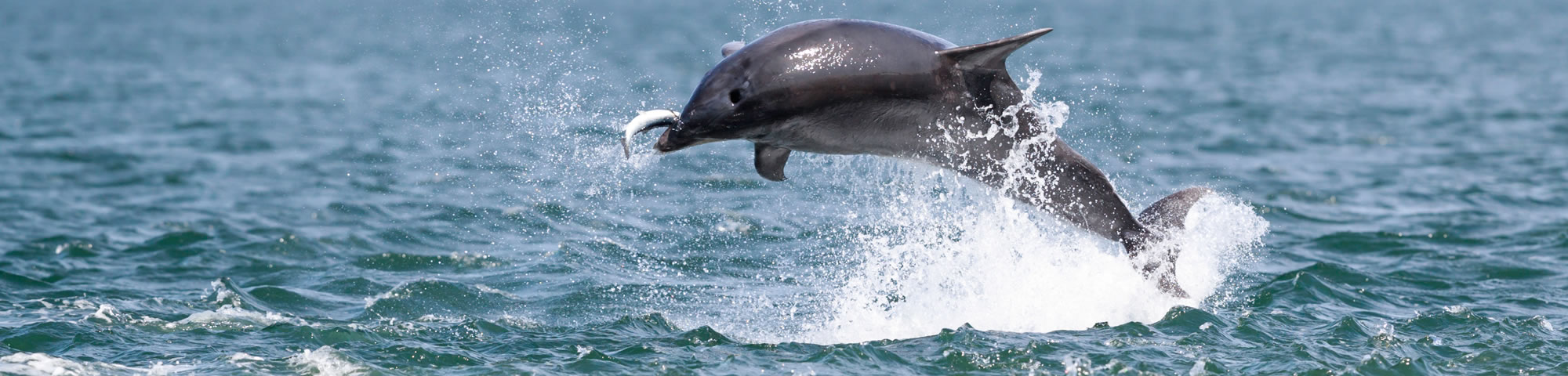 Dolphin watch off Chanonry Point