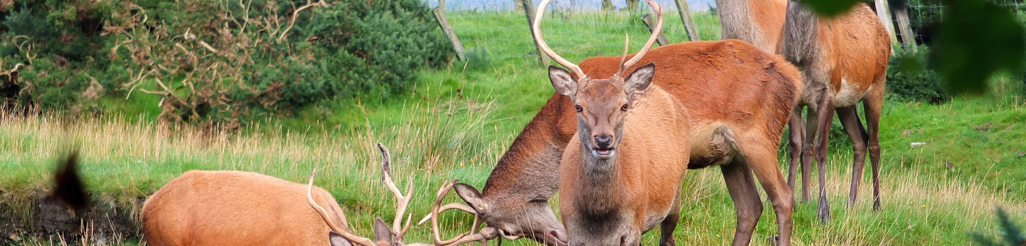 Deer on Arran