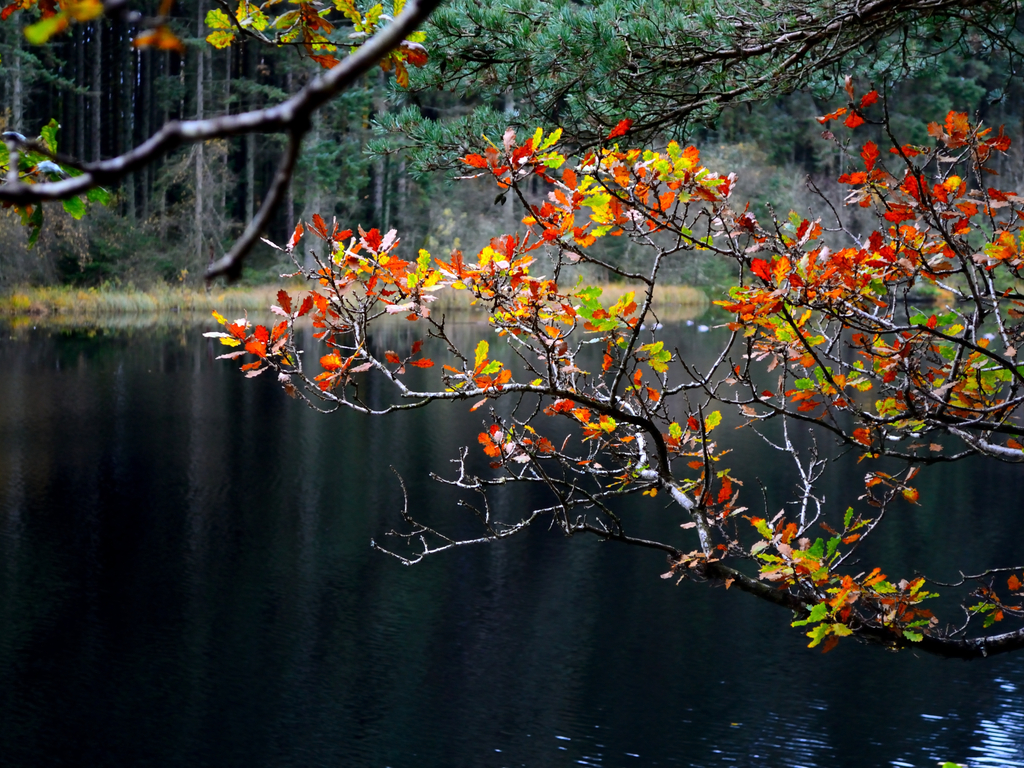 Activity Dalbeattie Forest