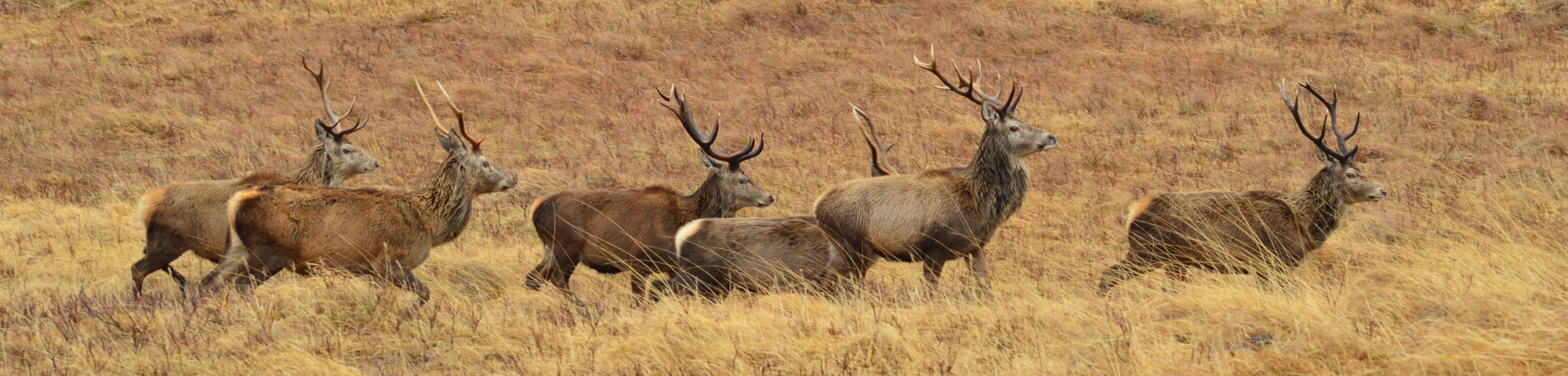 Stags in the Glen
