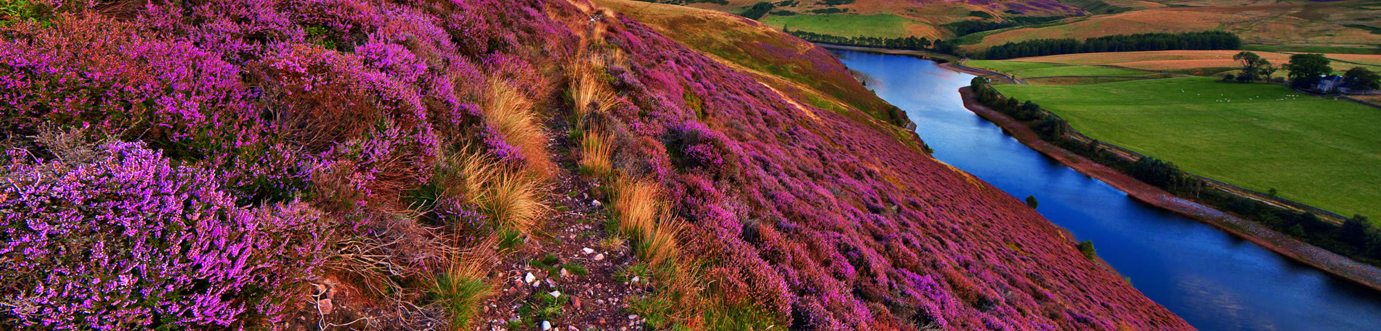 Things to do Wild Flowers