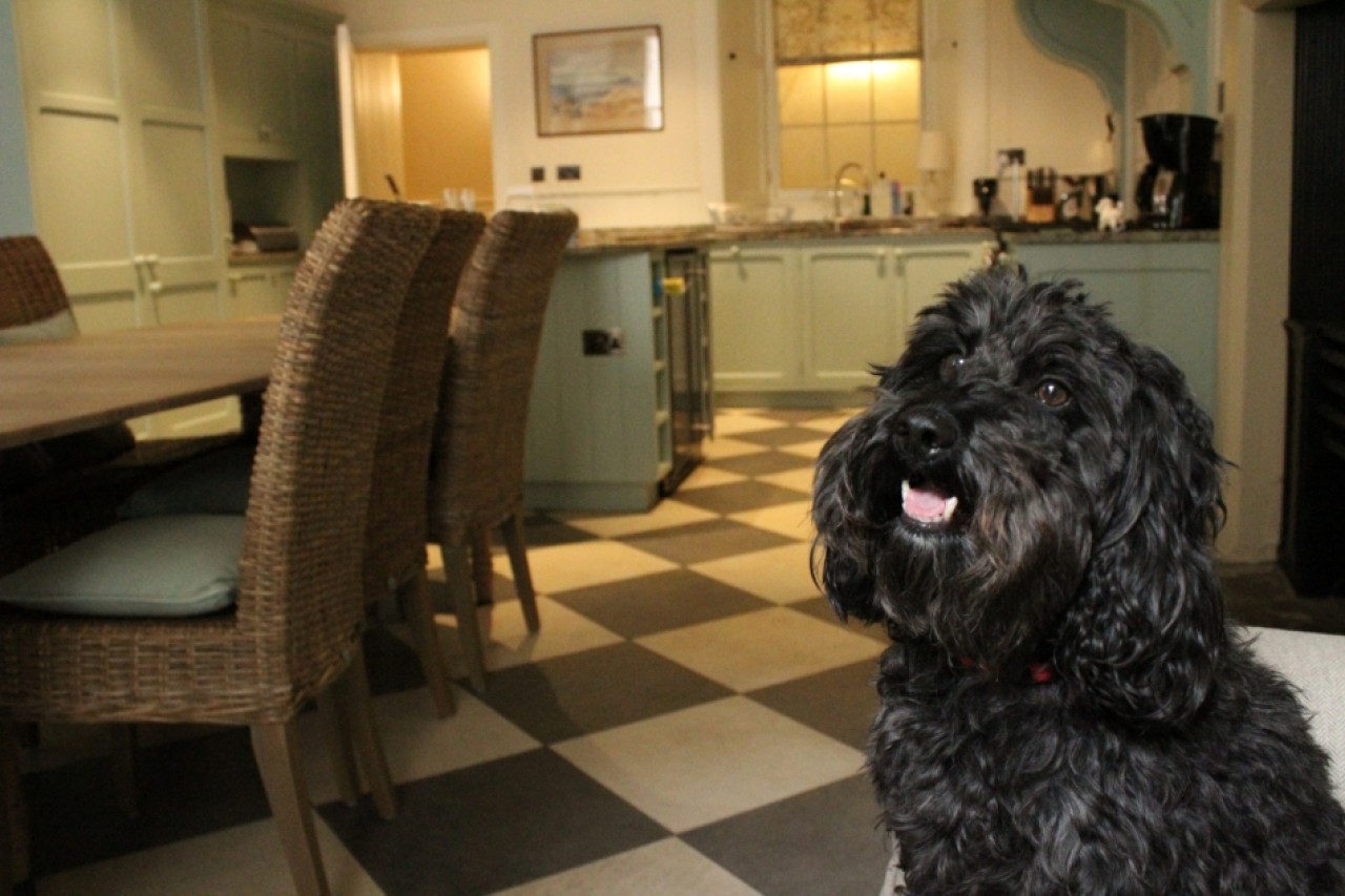 Stay at Abbotsford, Dog friendly