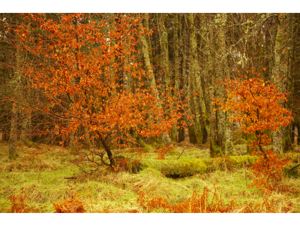 Activity Callendar Wood