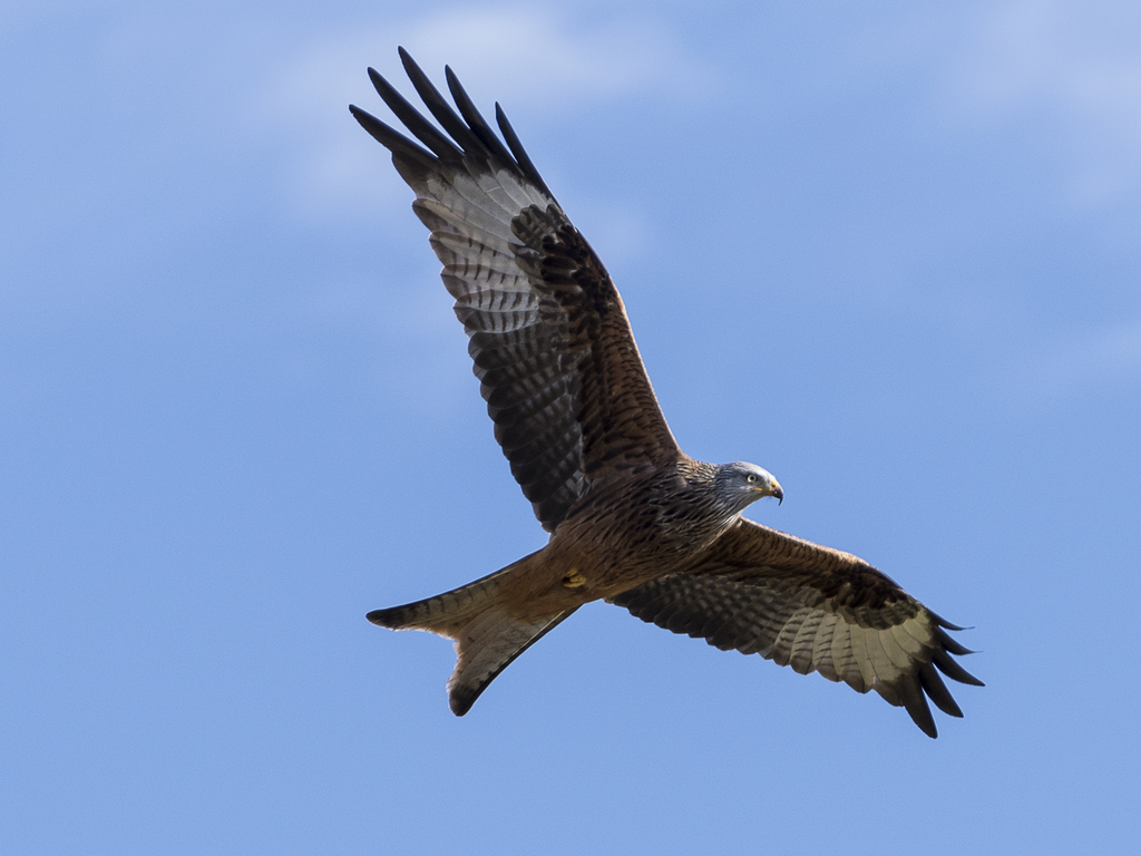 Activity Argaty Red Kites