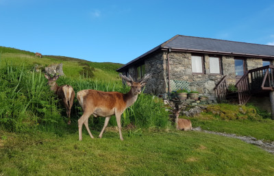 Deer at the Doune Dining Room