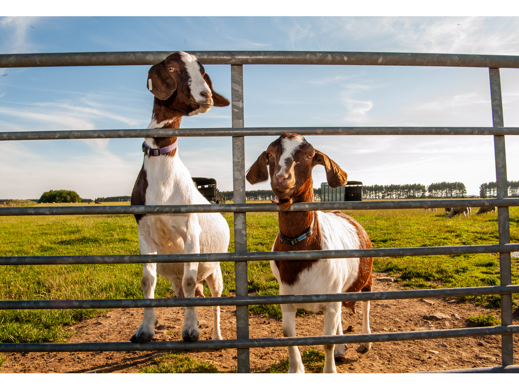 Things to do Farm Tours