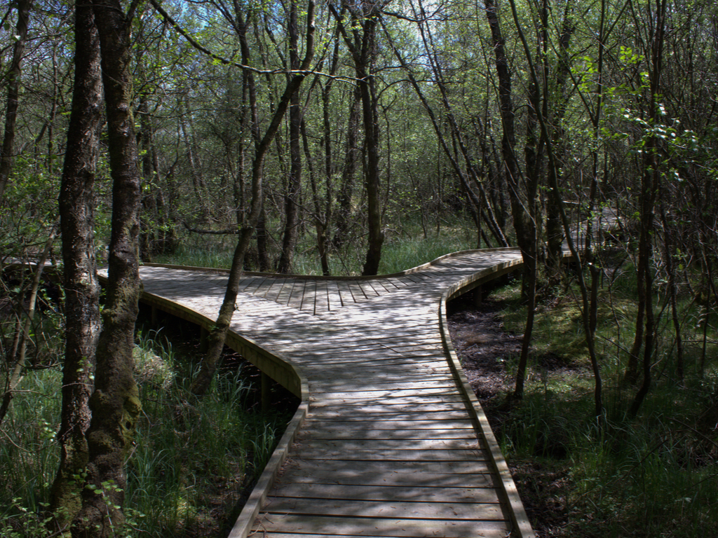 Activity Mabie Forest