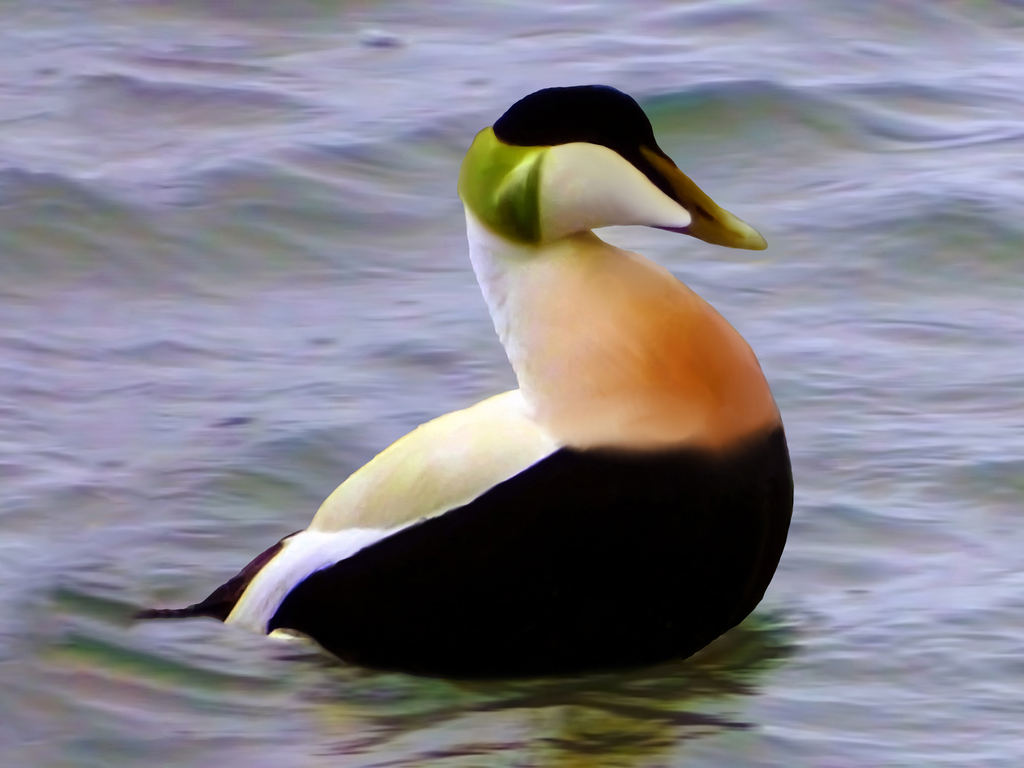 Activity Scottish Seabird Centre