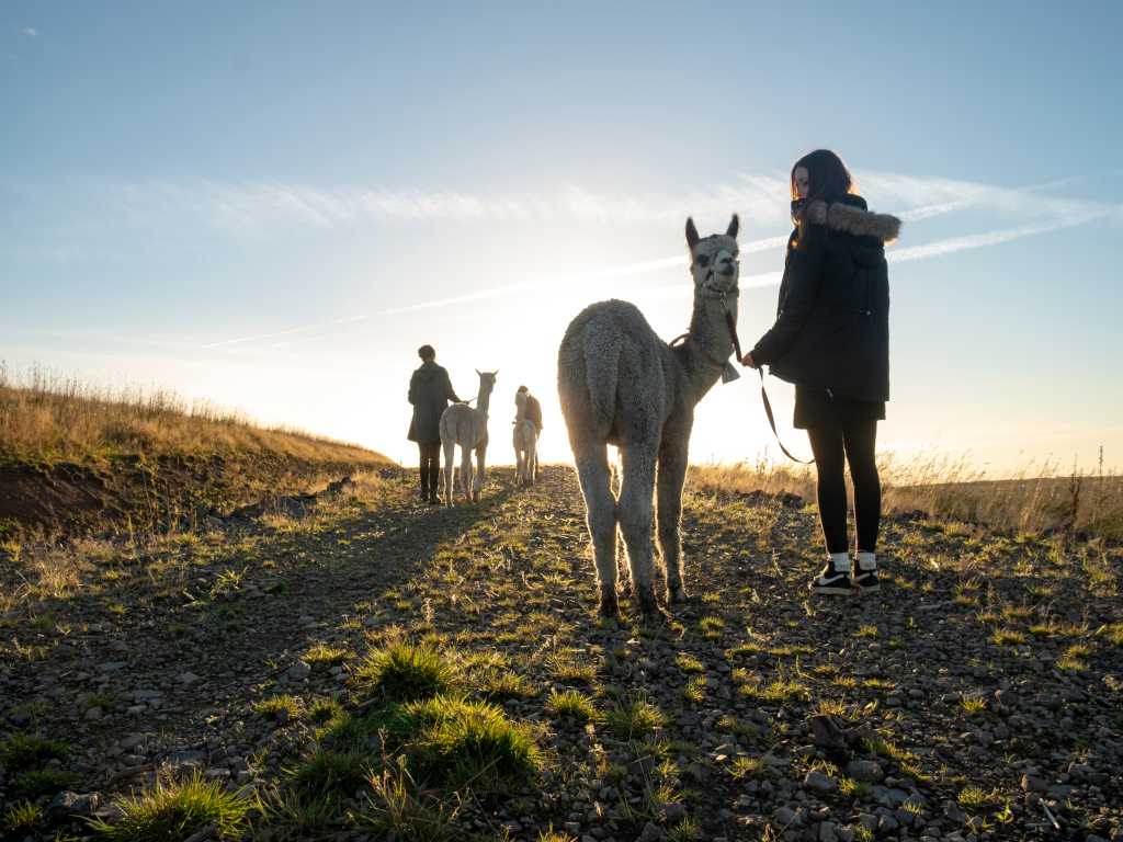 Activity Beirhope Alpacas