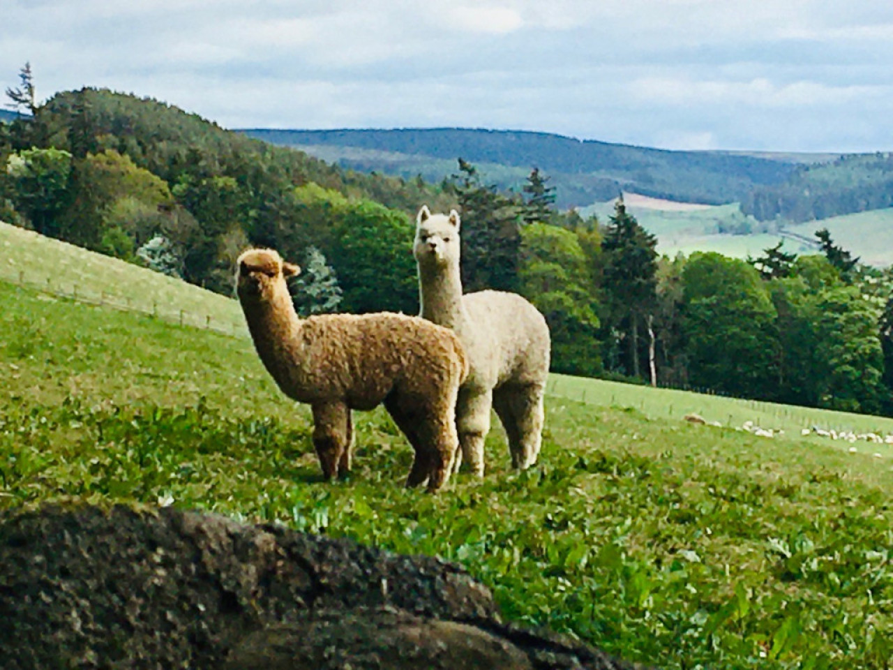 Lama Walks, Innerleithen, Stravaig 01